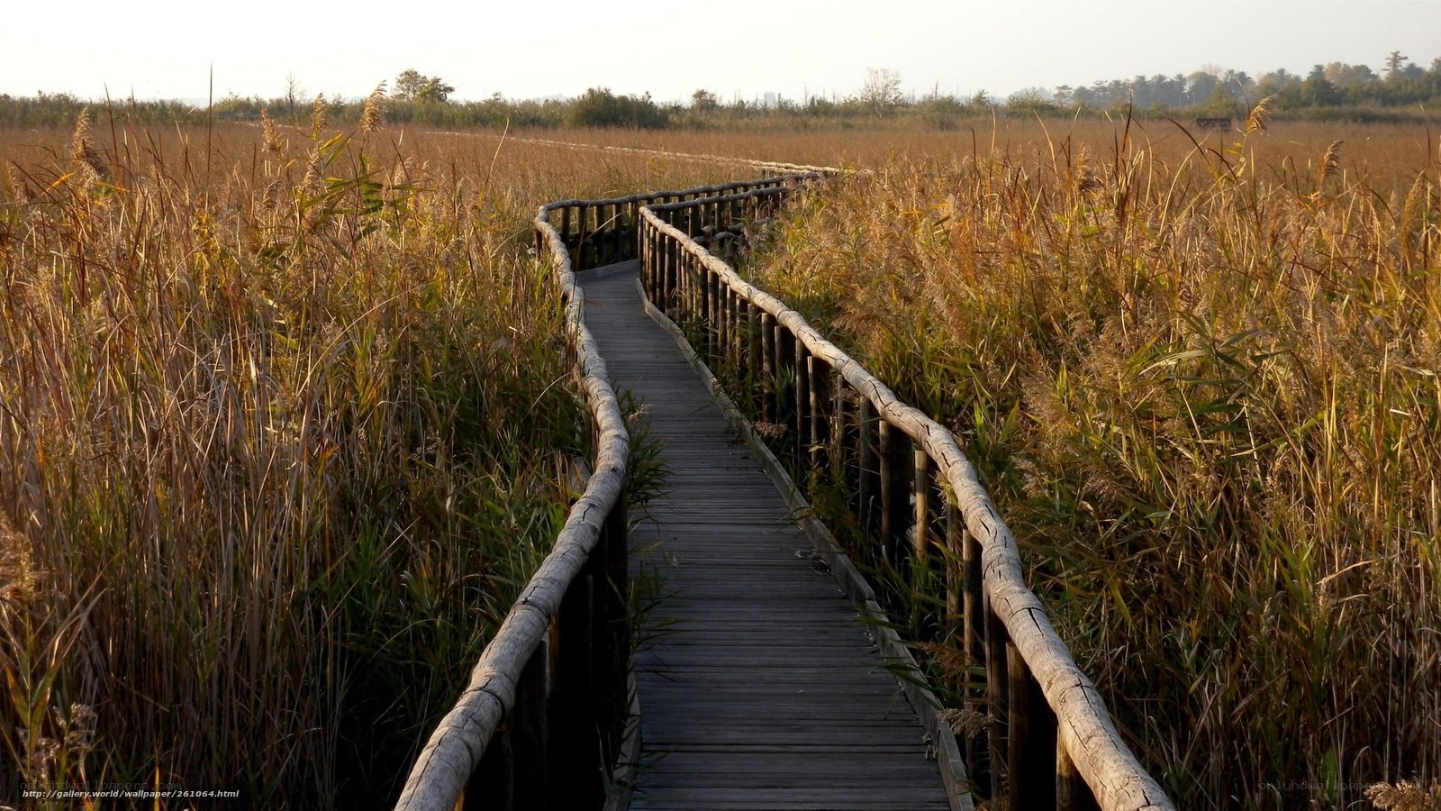Wooden path through reeds