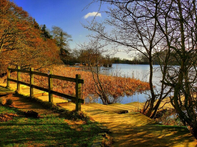 Wooden path to lakeside