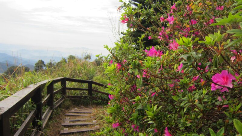 Wooden Path with Flowers