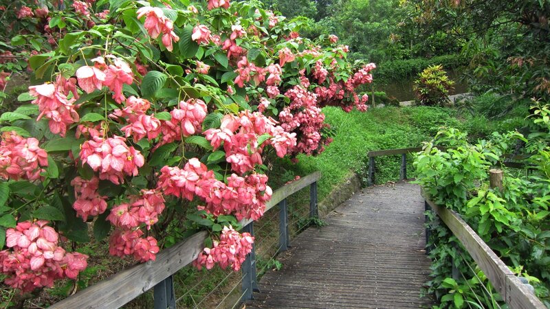 Wooden Path with Pink Flowers