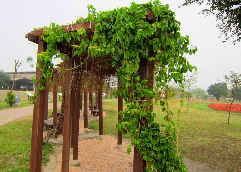 Wooden Pergola with Vines