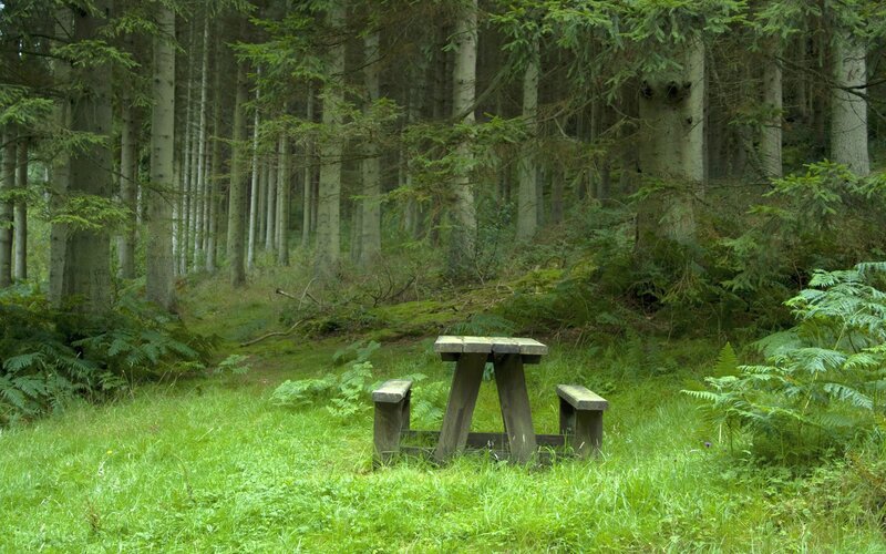 Wooden Picnic Table — Green, Serene