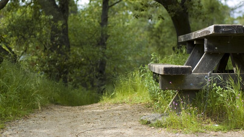 Wooden picnic table in forest