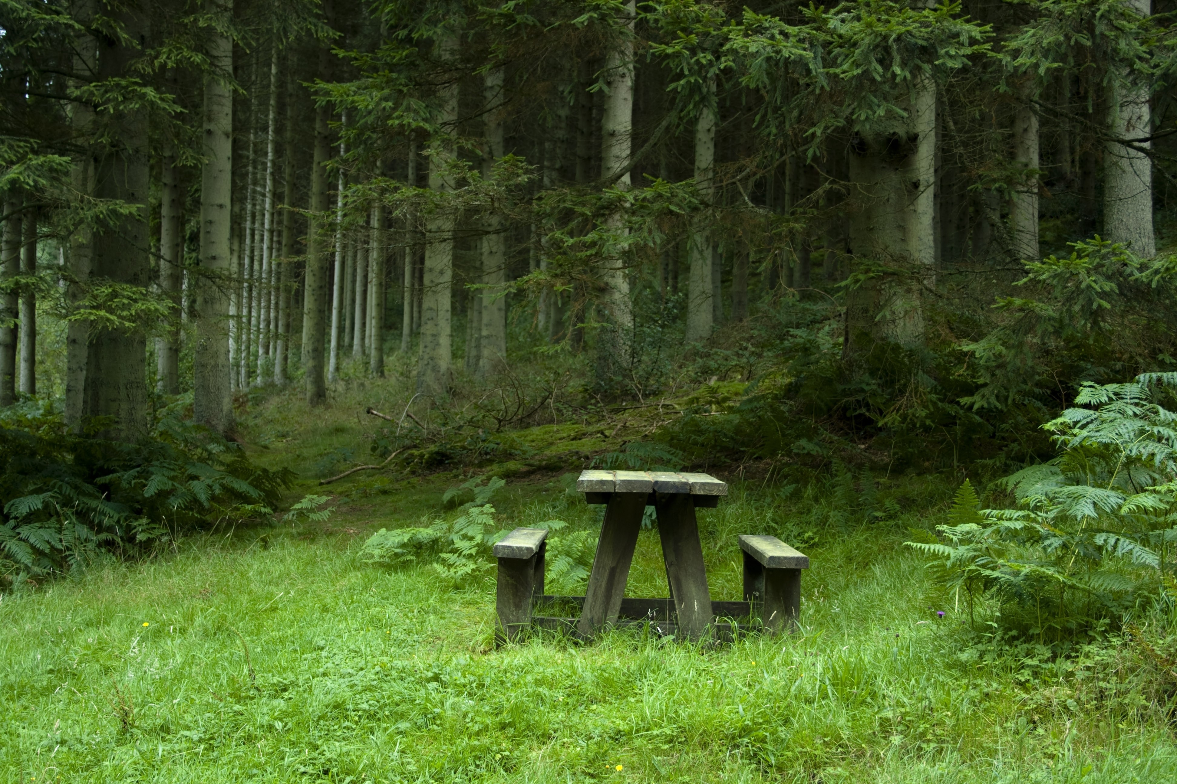 Wooden picnic table in forest