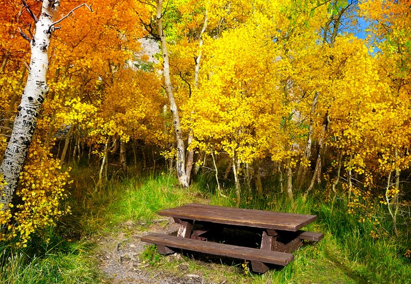 Wooden Picnic Table — Yellow, Serene