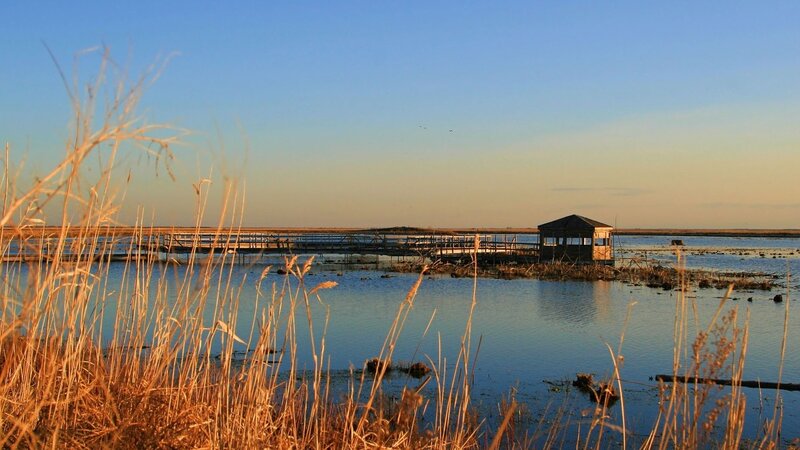 Wooden pier at a marsh