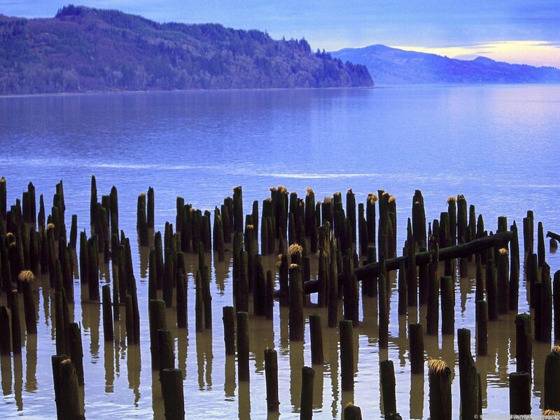 Wooden Pilings in Water