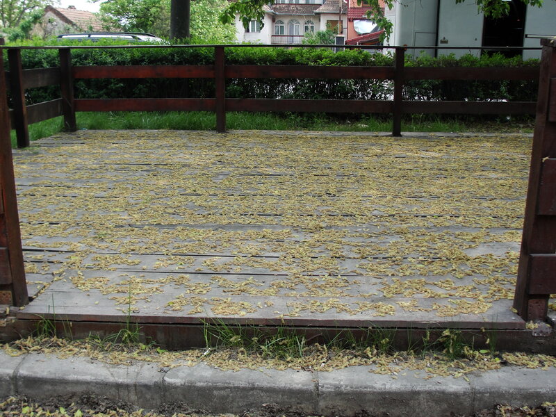 Wooden Platform with Petals
