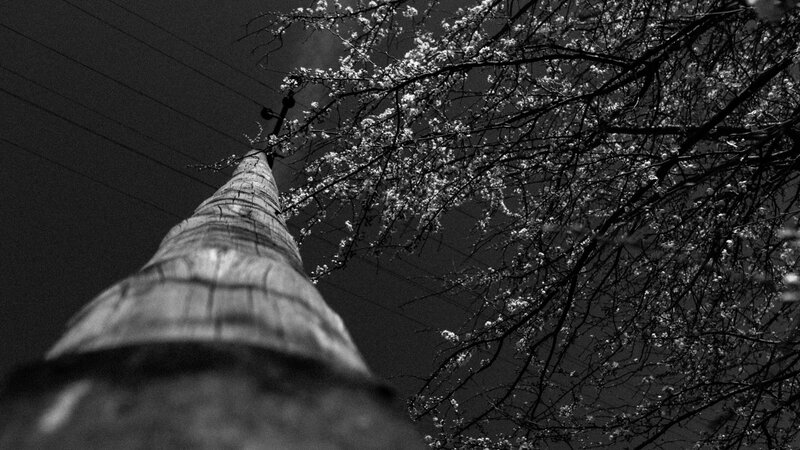 Wooden Pole and Blossoming Tree