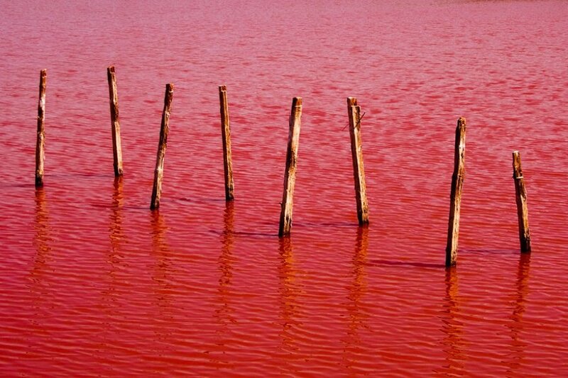 Wooden Poles in Red Water
