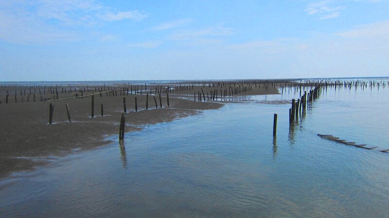 Wooden Poles in Tidal Flat
