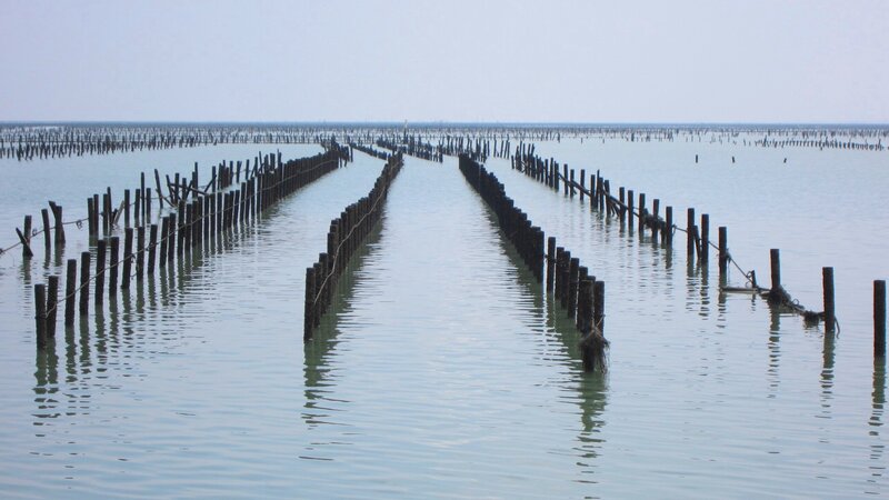 Wooden Poles in Water