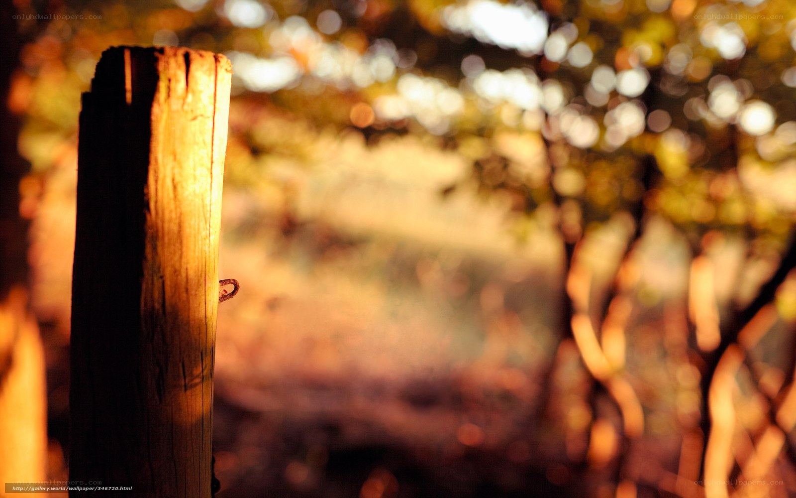 Wooden post in autumn light