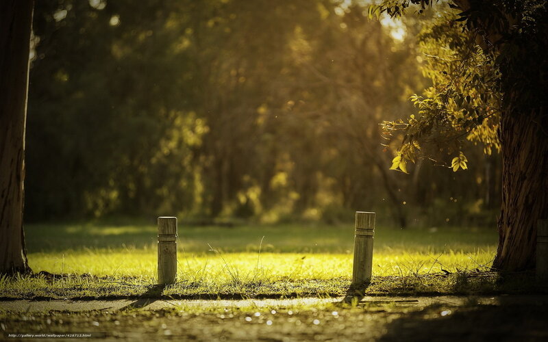 Wooden Posts in Park — Green, Serene