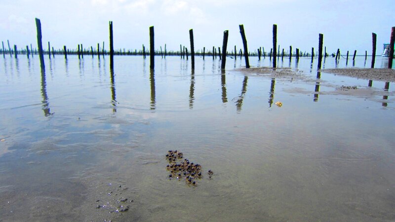 Wooden Posts in Shallow Water