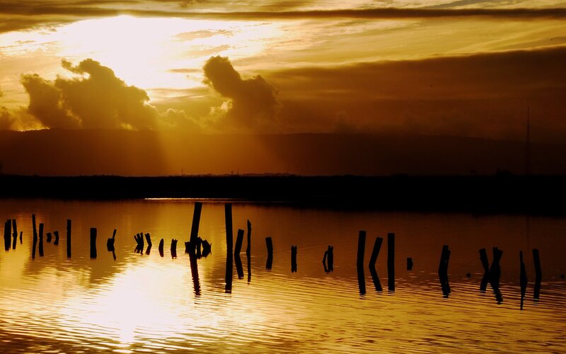 Wooden Posts in Water — Gold