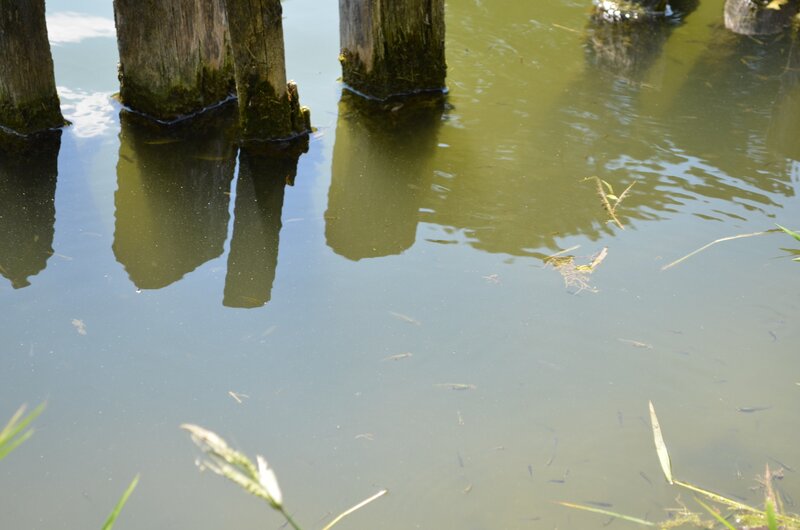 Wooden Posts in Water — Green, Calm