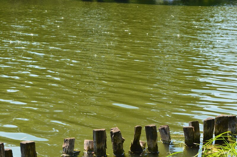 Wooden Posts in Water — Green