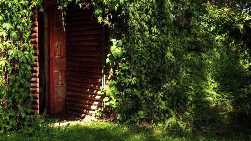 wooden shed covered in ivy