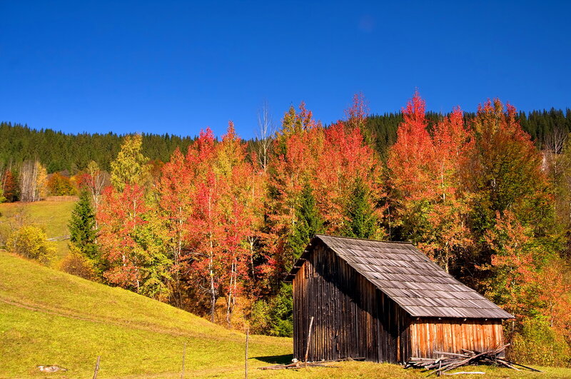Wooden Shed in Autumn — Blue
