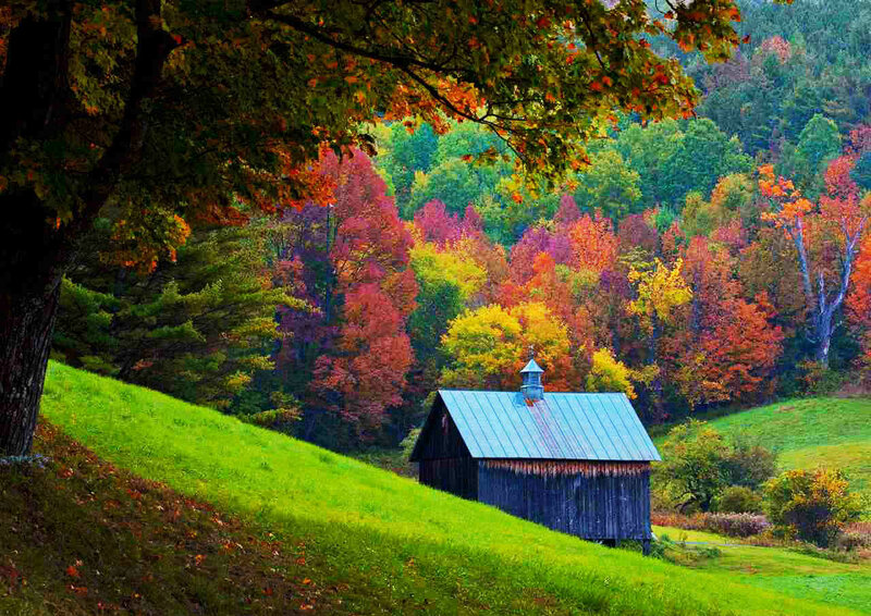 Wooden Shed in Autumn — Green