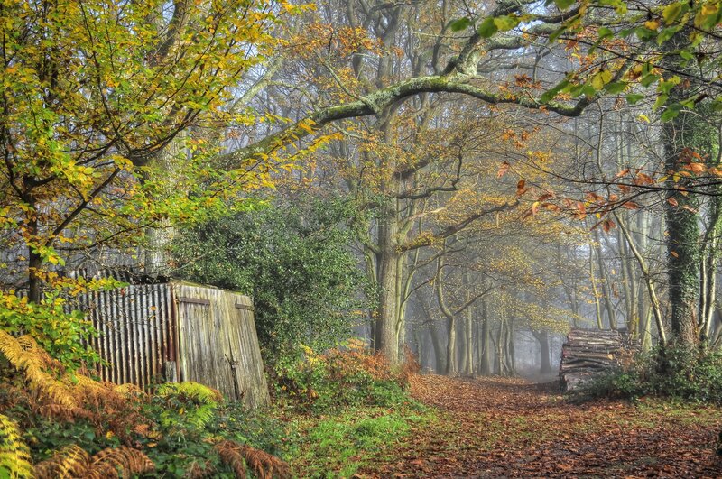 Wooden Shed in Forest — Green, Misty