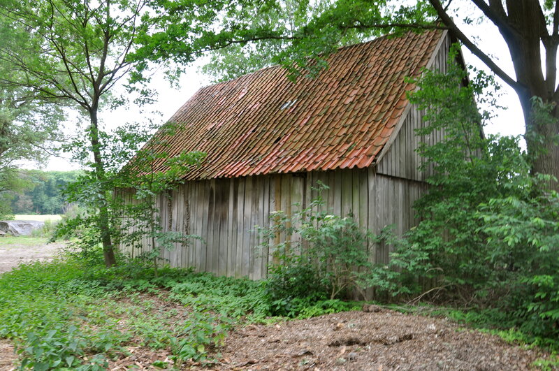 Wooden Shed in Forest — Green