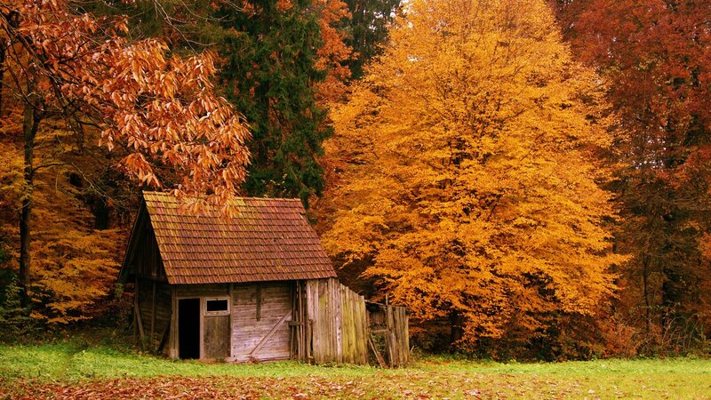 Wooden Shed in Forest — Orange, Serene, Autumn, Photograph, Trees, Fallen Leaves, Grass, Green