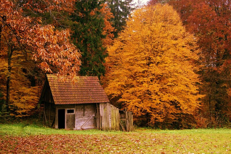 Wooden Shed in Forest — Orange, Serene, Autumn, Photograph, Trees, Fallen Leaves, Grass