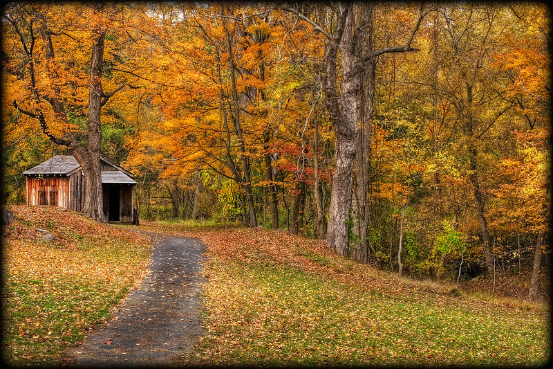Wooden Shed in Forest — Orange