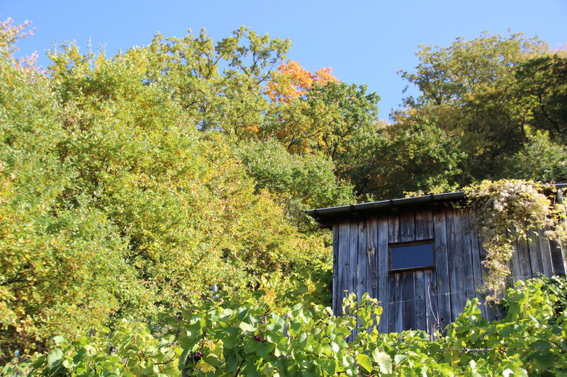 Wooden Shed in Vineyard