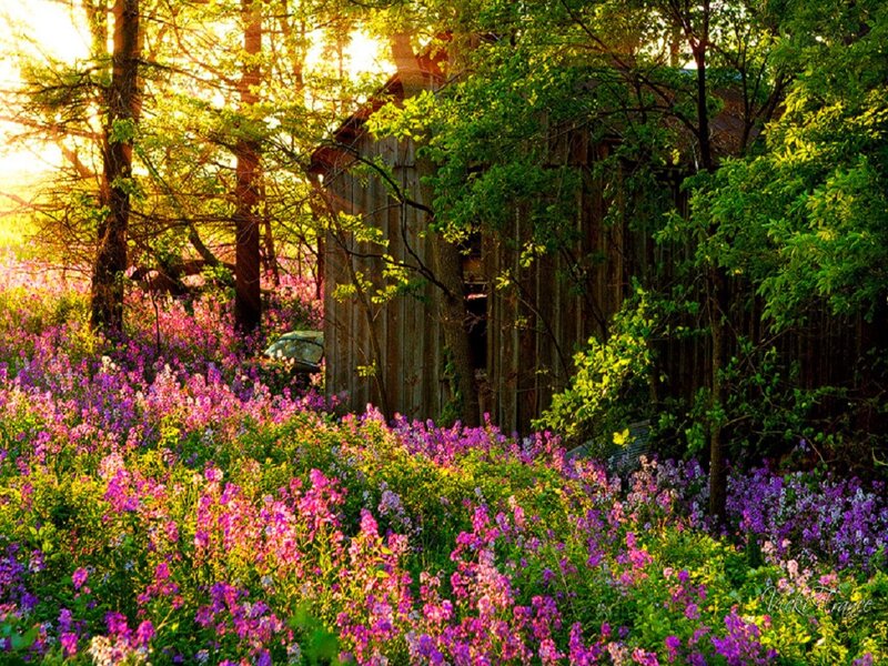 Wooden Shed in Wildflowers