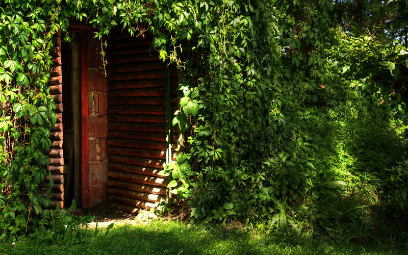 Wooden Shed with Vines