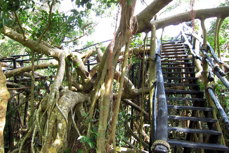Wooden Staircase in Forest — Green, Natural