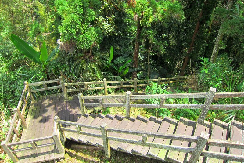 Wooden Staircase in Forest — Green, Serene