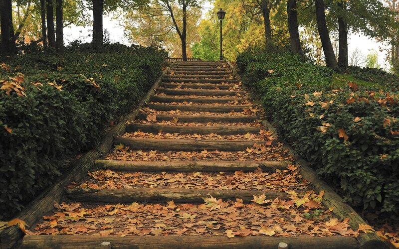 Wooden Stairs Covered in Leaves