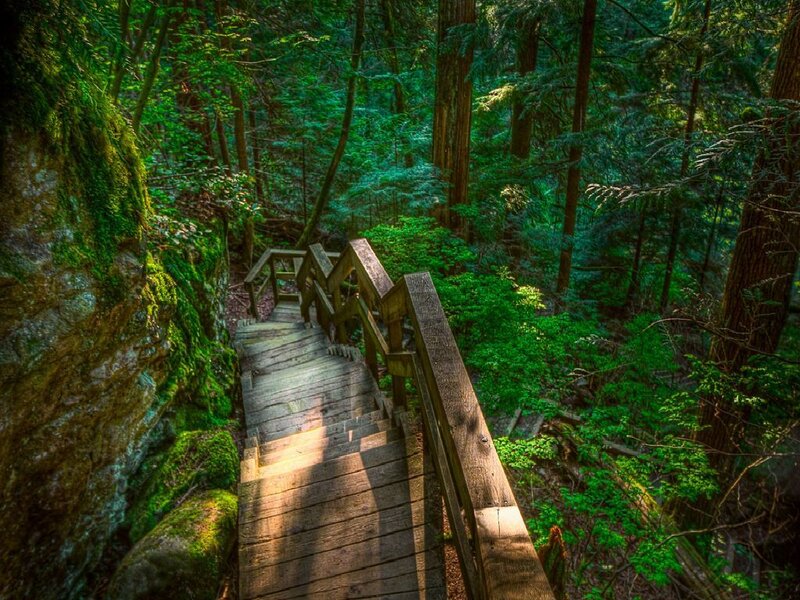 Wooden stairs in a forest