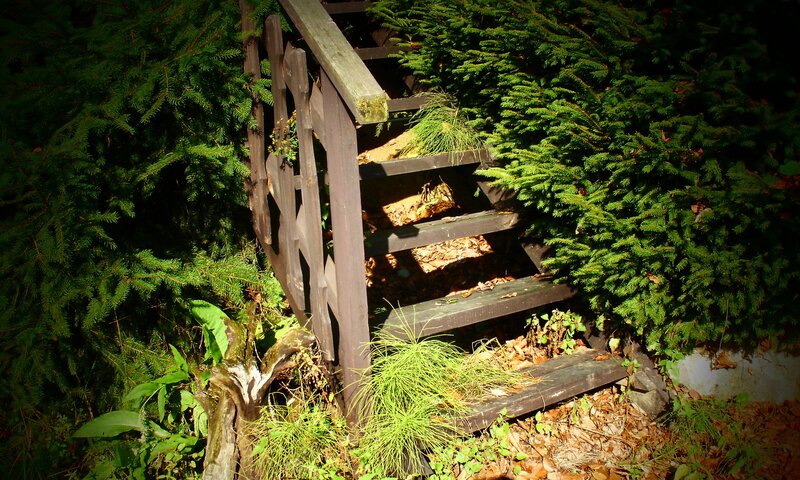 Wooden stairs in a forest