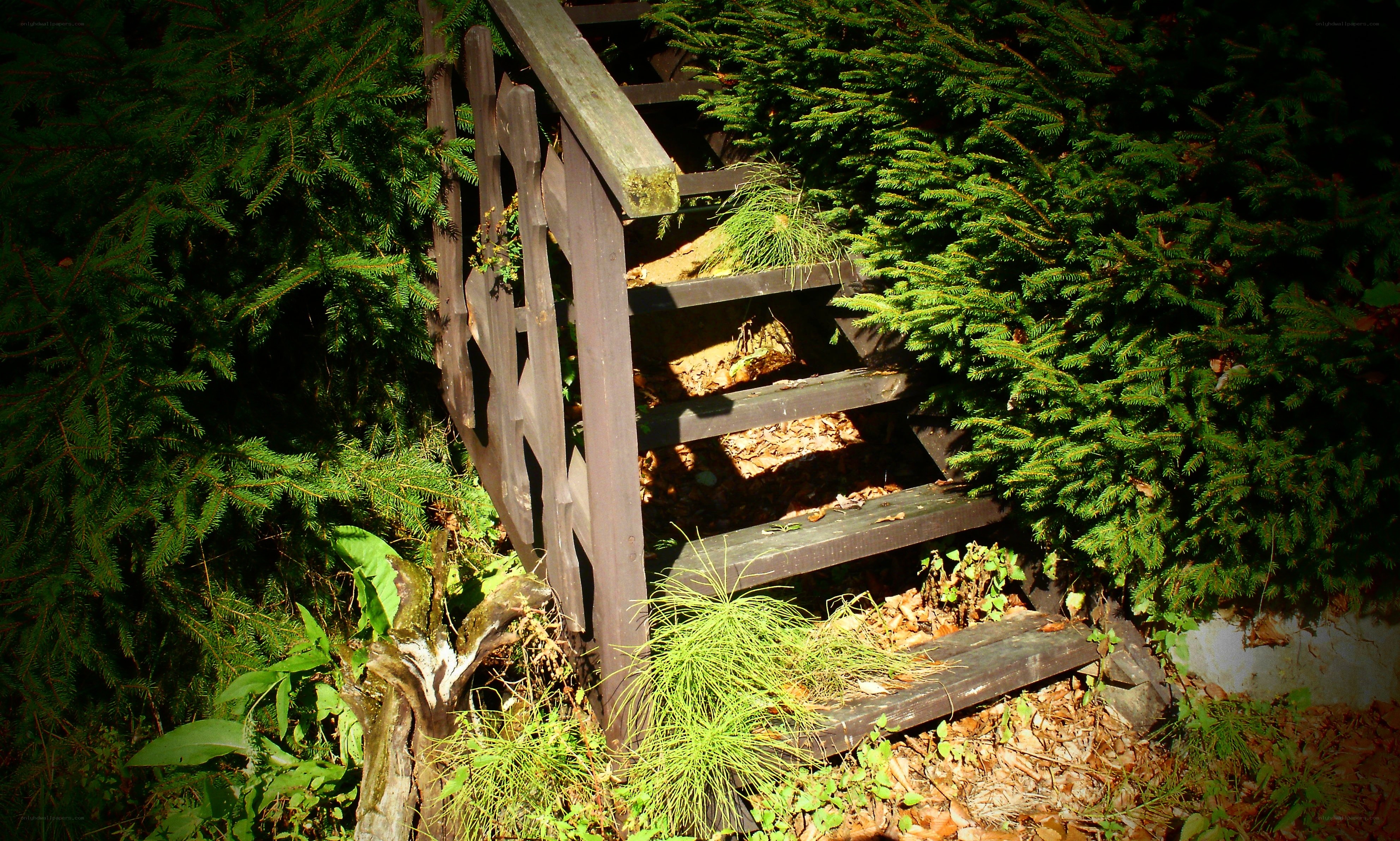 Wooden stairs in a forest