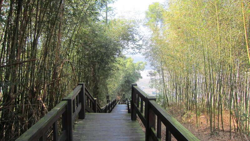 Wooden Stairs in Bamboo Forest
