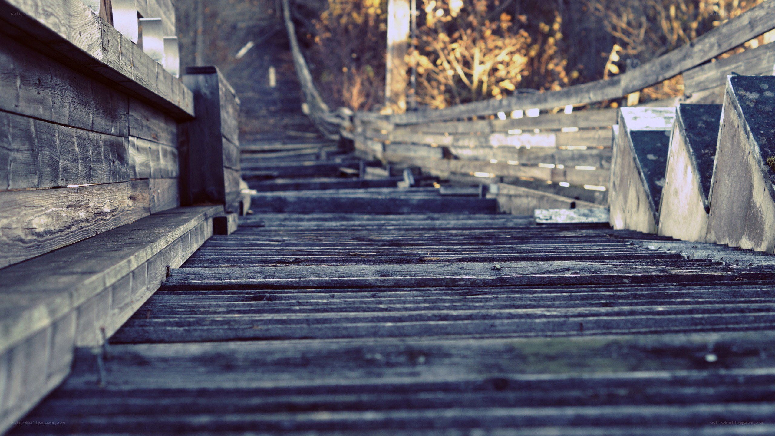 wooden stairs in forest