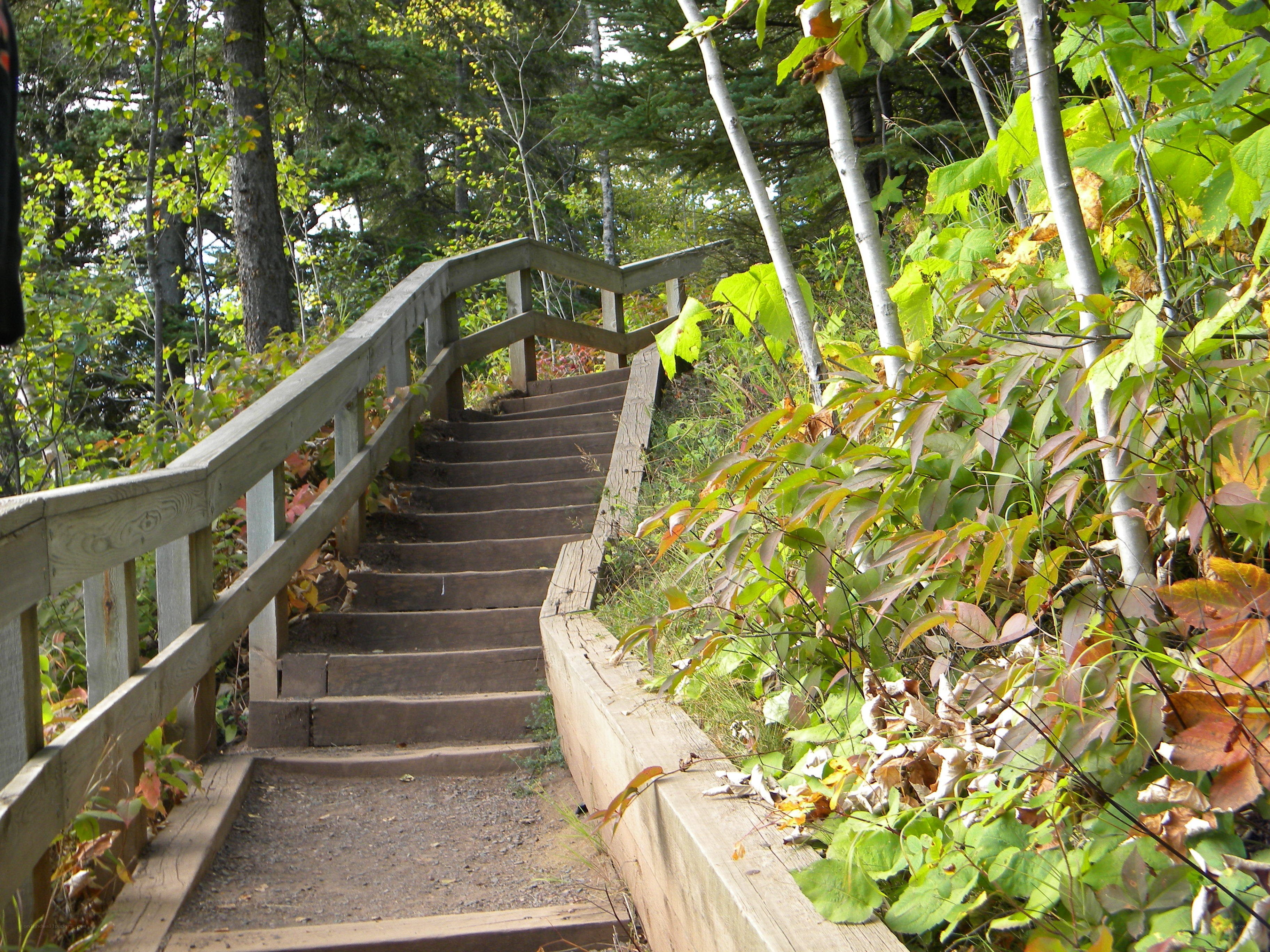Wooden stairs in forest