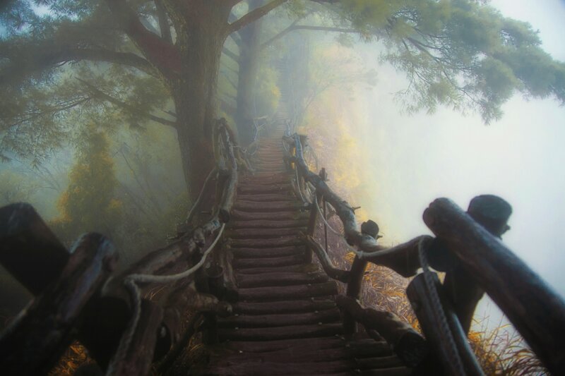 Wooden Stairs in Forest — Brown, Misty
