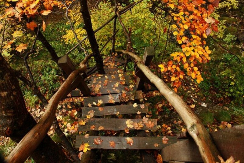 Wooden Stairs in Forest — Brown, Serene