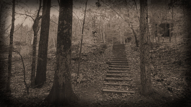 Wooden Stairs in Forest — Brown