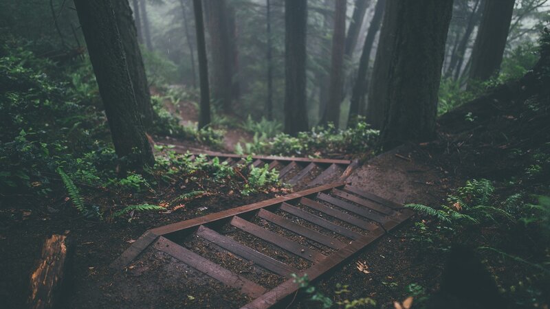 Wooden Stairs in Forest — Green, Misty, Morning