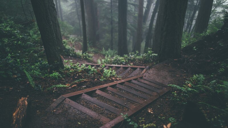 Wooden Stairs in Forest — Green, Misty
