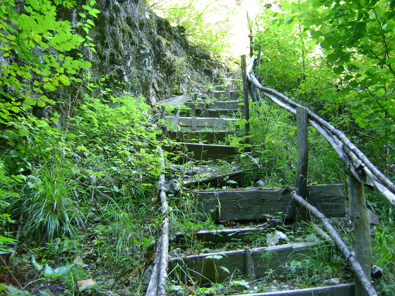 Wooden Stairs in Forest — Green, Natural, Afternoon