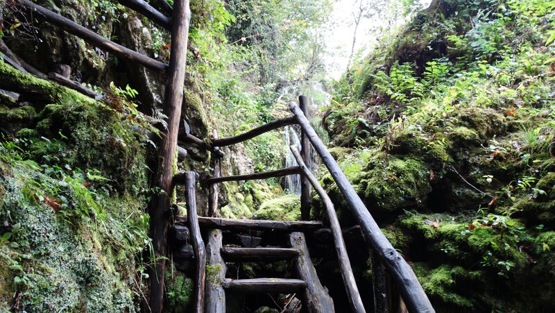 Wooden Stairs in Forest — Green, Natural, Morning