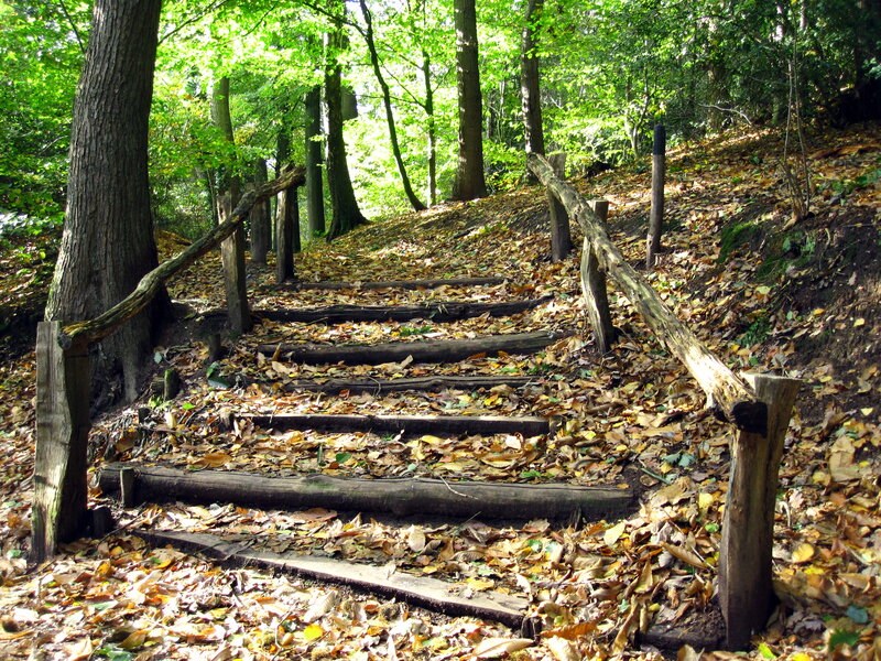 Wooden Stairs in Forest — Green, Serene, Autumn, Photograph, Trees